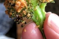 The Best Crispy Cheese Baked Broccoli Recipe - Appetizers